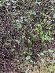 Cercocarpus betuloides betuloides
