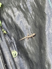 Gekkota