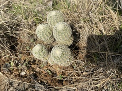 Echinocereus reichenbachii