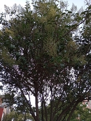 Ligustrum lucidum
