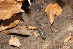 Ambystoma maculatum