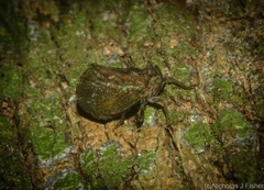 Cotylana angustifrons