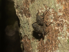 Onidistus araneus