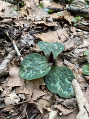 Trillium decumbens