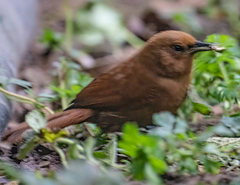 Cinnycerthia unirufa