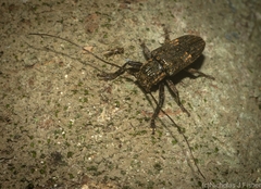 Prosoplus bakewellii