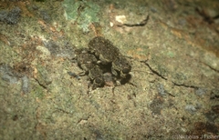Erichsonocis