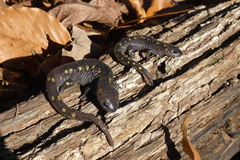 Ambystoma maculatum