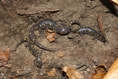Ambystoma maculatum