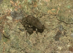 Erichsonocis
