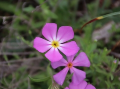 Phlox roemeriana