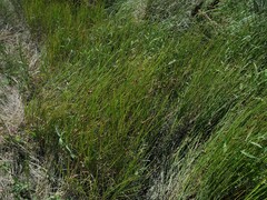 Bolboschoenus caldwellii