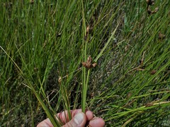 Bolboschoenus caldwellii
