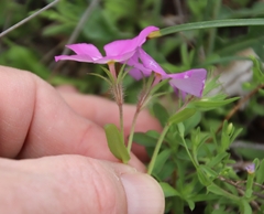 Phlox roemeriana