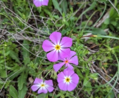 Phlox roemeriana