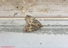 Hydriomena transfigurata