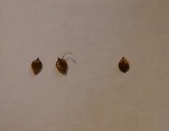 Bolboschoenus caldwellii