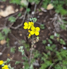 Physaria gracilis