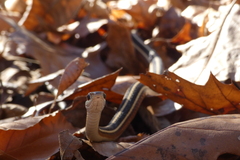 Thamnophis saurita septentrionalis