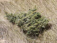 Hippophae rhamnoides