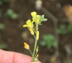 Physaria gracilis