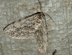 Psilosticha absorpta