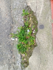 Lepidium bipinnatifidum