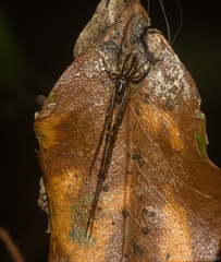Tylorida