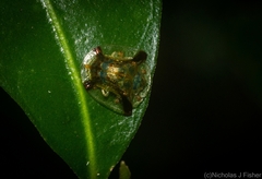 Meroscalsis blackburni