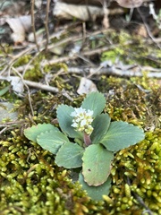 Micranthes virginiensis