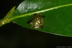 Meroscalsis blackburni