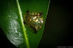 Meroscalsis blackburni