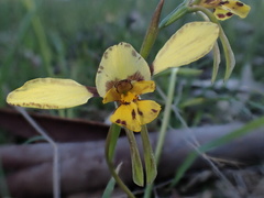 Diuris × palachila