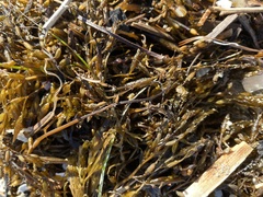 Sargassum horneri