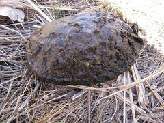 Kinosternon sonoriense