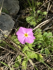 Phlox roemeriana