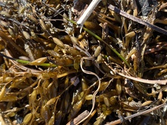 Sargassum horneri