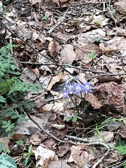 Hepatica acutiloba