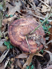 Ganoderma curtisii