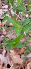 Lonicera fragrantissima