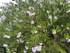 Arctostaphylos pungens