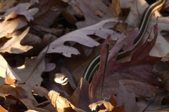Thamnophis saurita septentrionalis