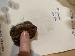 Anaxyrus fowleri