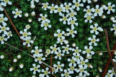 Pyxidanthera brevifolia