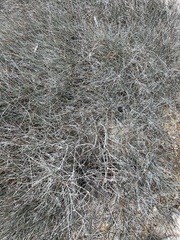 Ephedra aspera