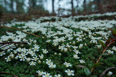 Pyxidanthera brevifolia