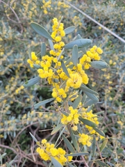 Acacia redolens