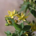 Square Stemmed Saint John's Wort - Photo (c) waen ♡, some rights reserved (CC BY-NC-ND)