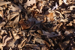 Thamnophis saurita septentrionalis