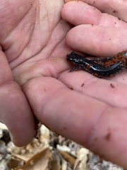 Plethodon chattahoochee